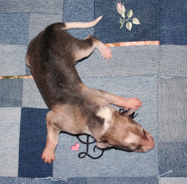 Puppy 4 - Irish Marked Boy Top